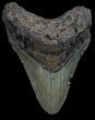Megalodon Tooth - North Carolina #67137-1